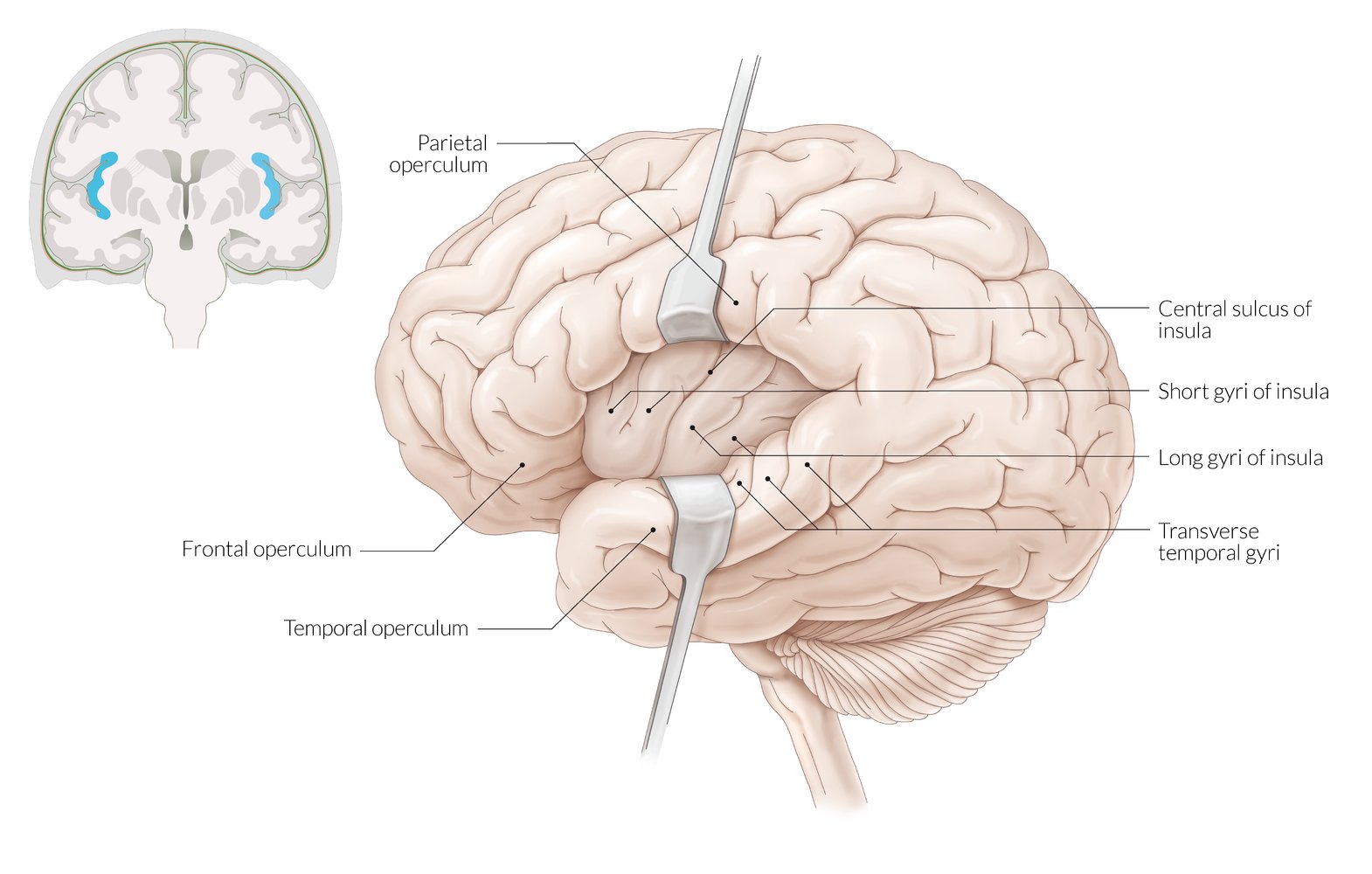Internal Configuration Cerebral Cortex Braininteratlas Internal