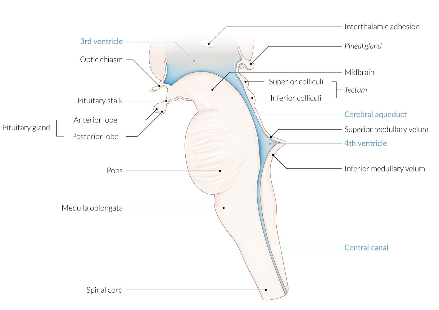 Brainstem and ventricular system