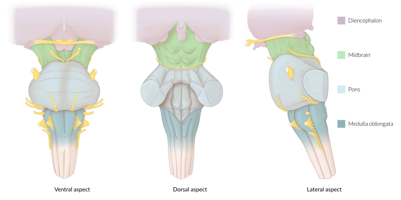 Brainstem and diencephalon
