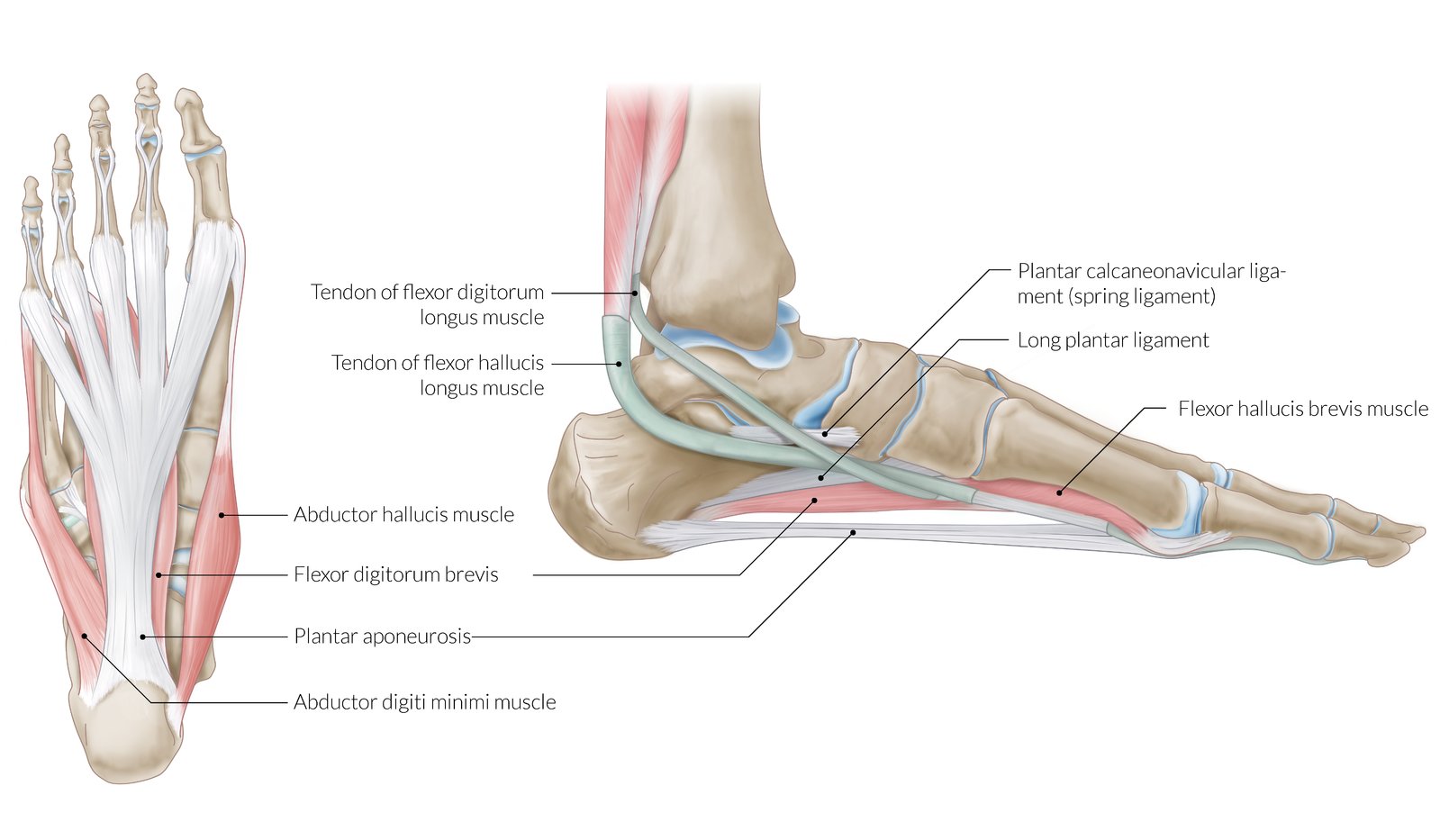 Achilles Tendonitis Soleus Muscle Lateral Plantar Fascia Pain Is - Main Image