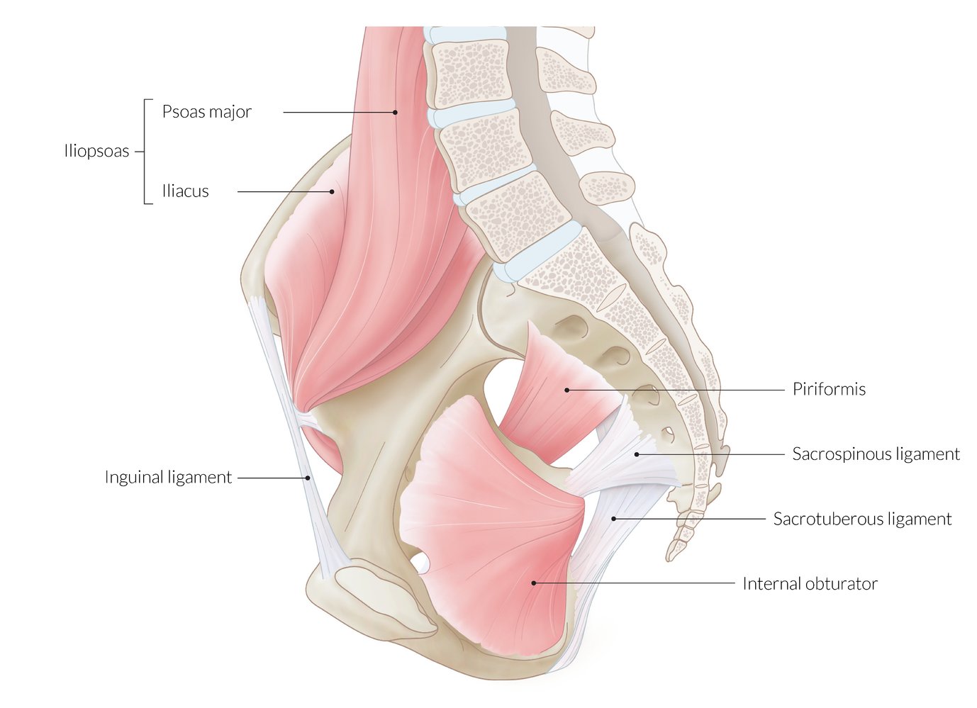 Pelvis and hip joint - Knowledge @ AMBOSS, image size:1378x999