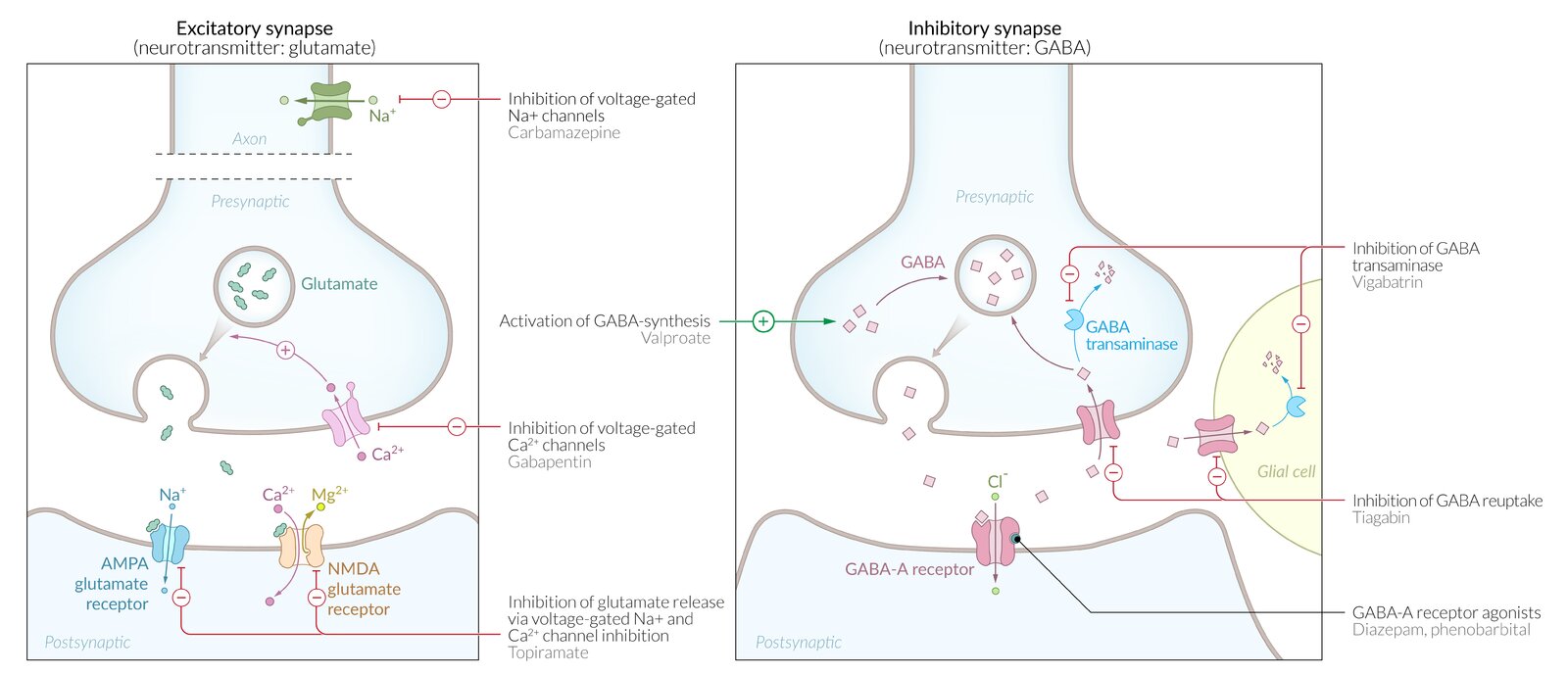Mechanism of action: anticonvulsant drugs