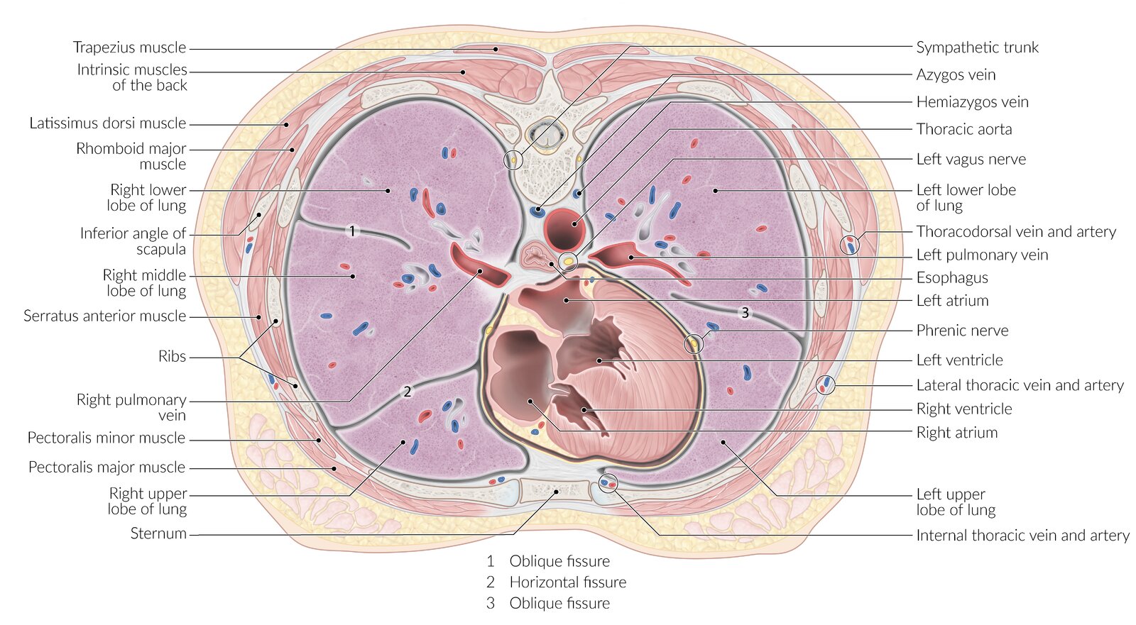 Thoracic Cavity Mediastinum Thoracic Cavity Knowledge AMBOSS