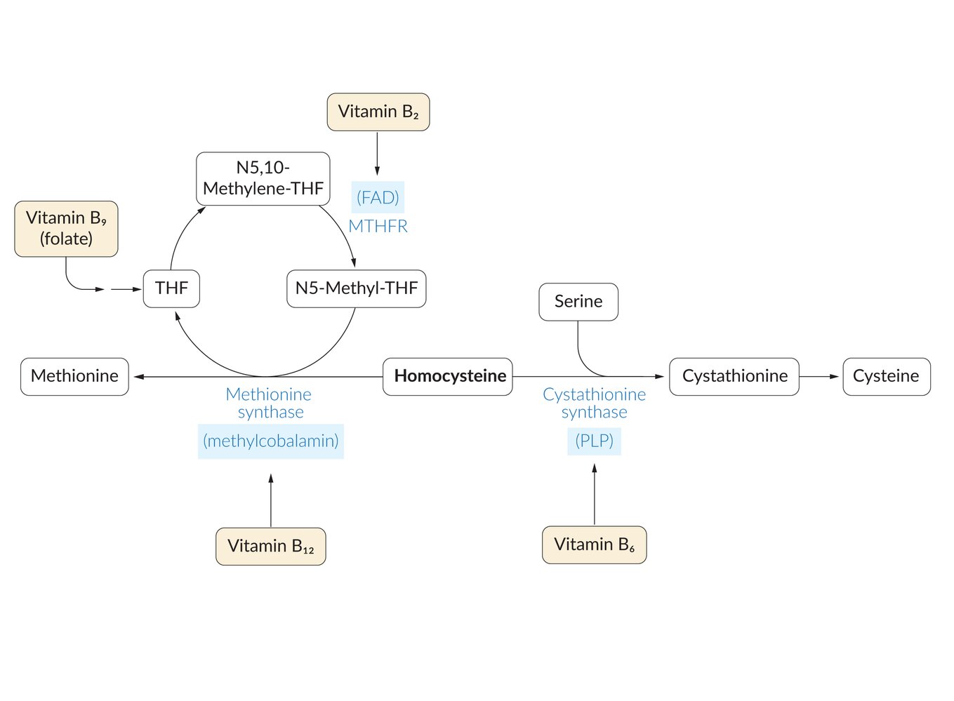 Metabolically based liver damage pathophysiology in patients with urea  cycle disorders - A new hypothesis, image size:1359x999