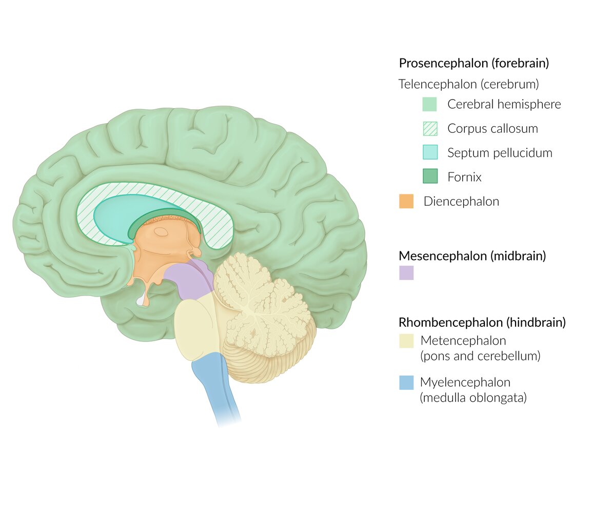 Regions of the brain with embryological derivation