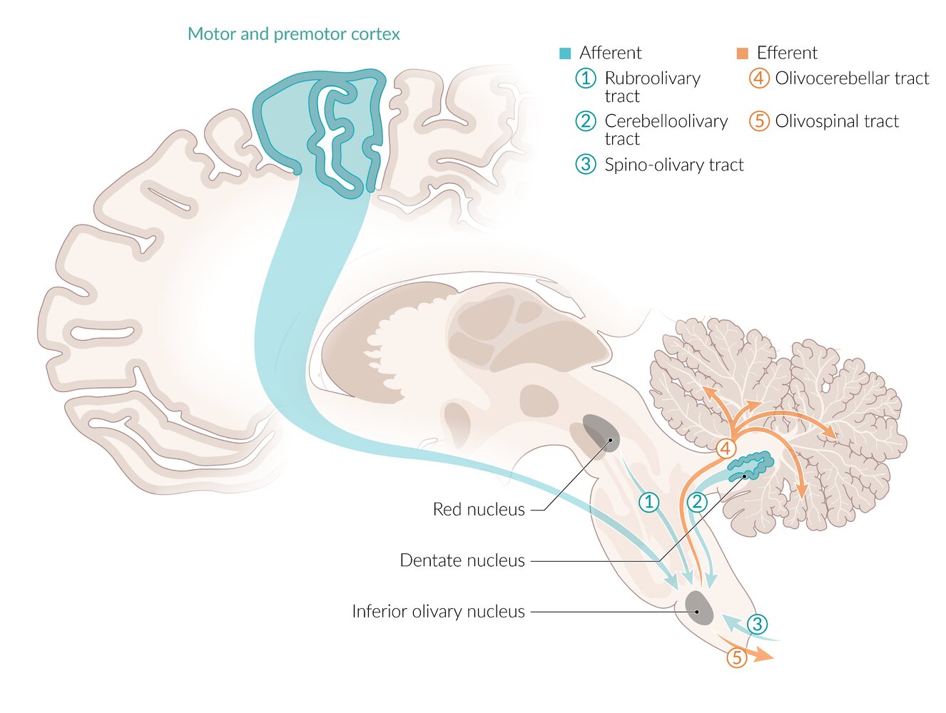 Medulla oblongata: olivary complex