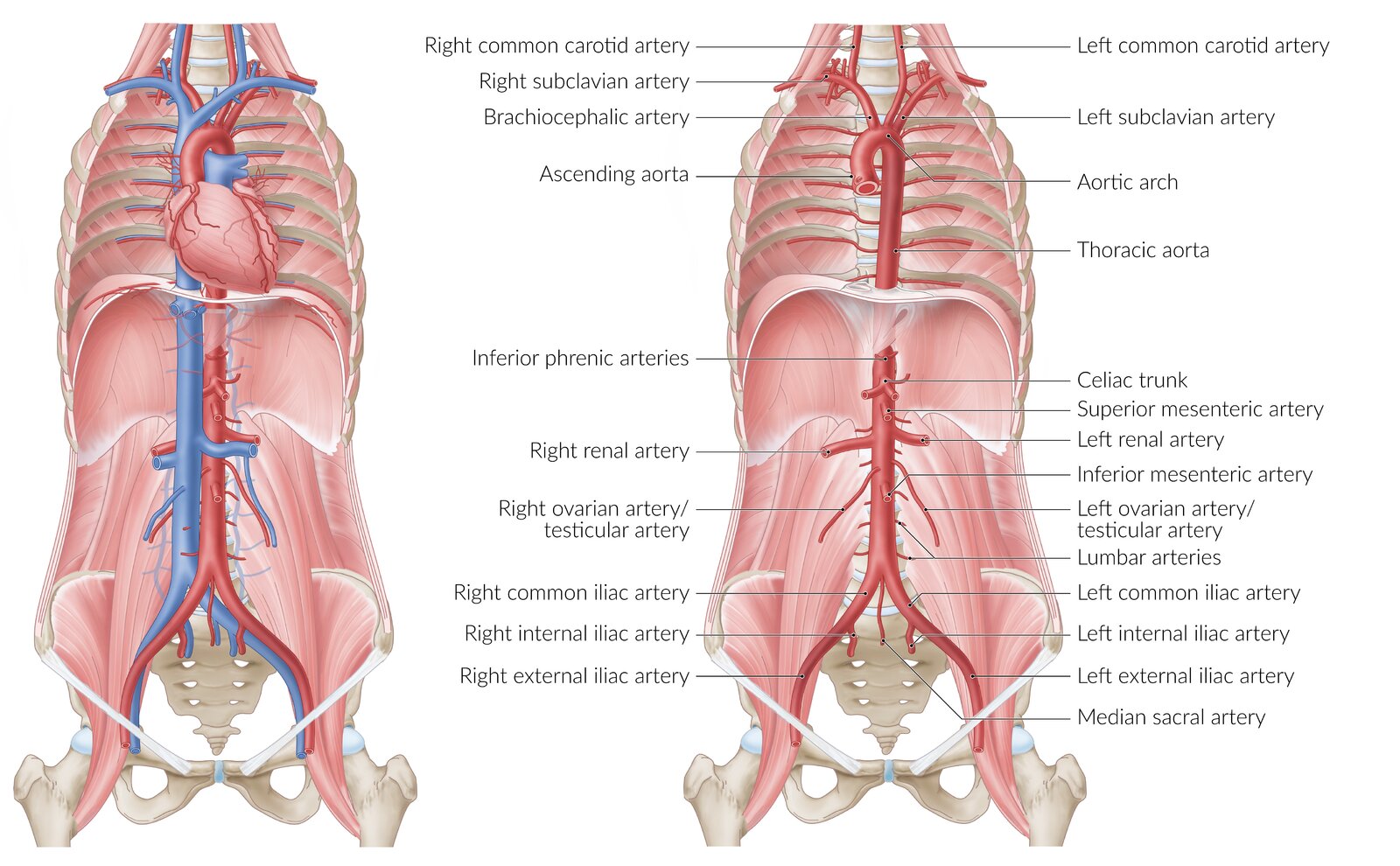 ANATOMY OF PANCREAS | PPTX, image size:1600x990