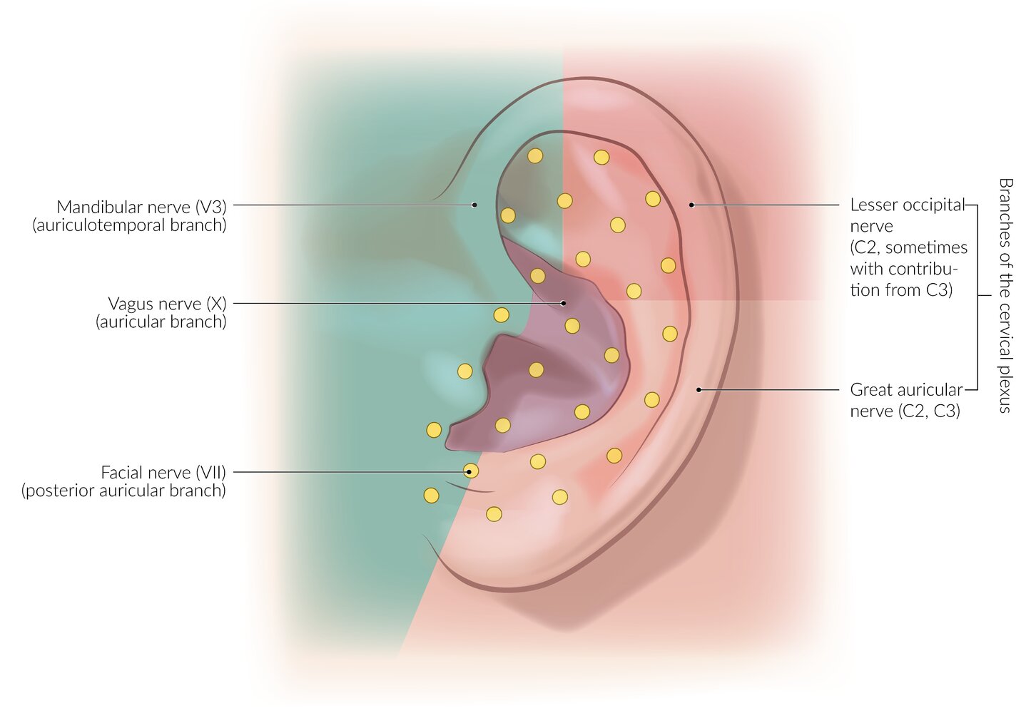 External Auditory Meatus Innervation The External Auditory Meatus