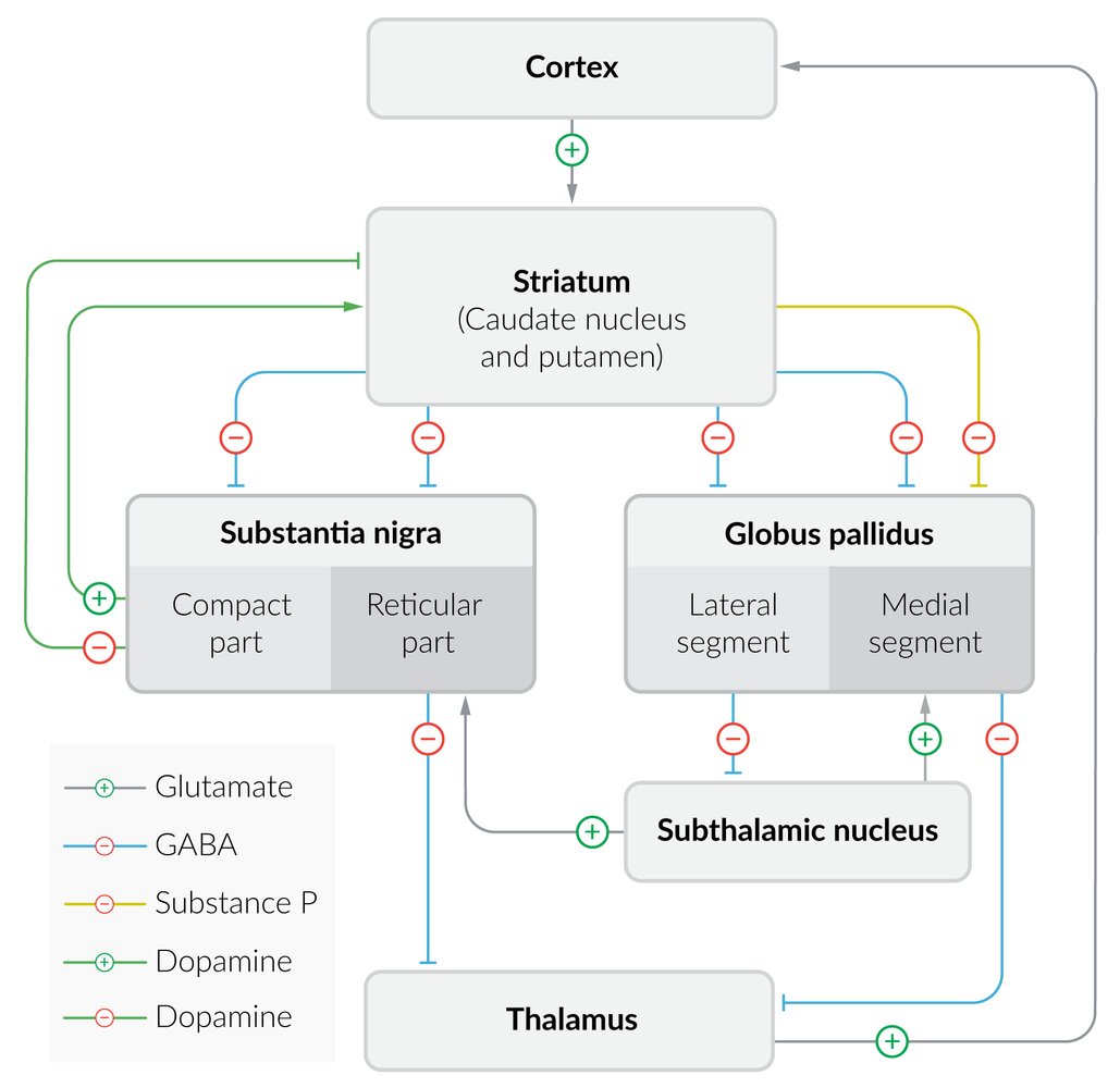 Cortico-basal ganglia-thalamo-cortical loop (CBGTC)
