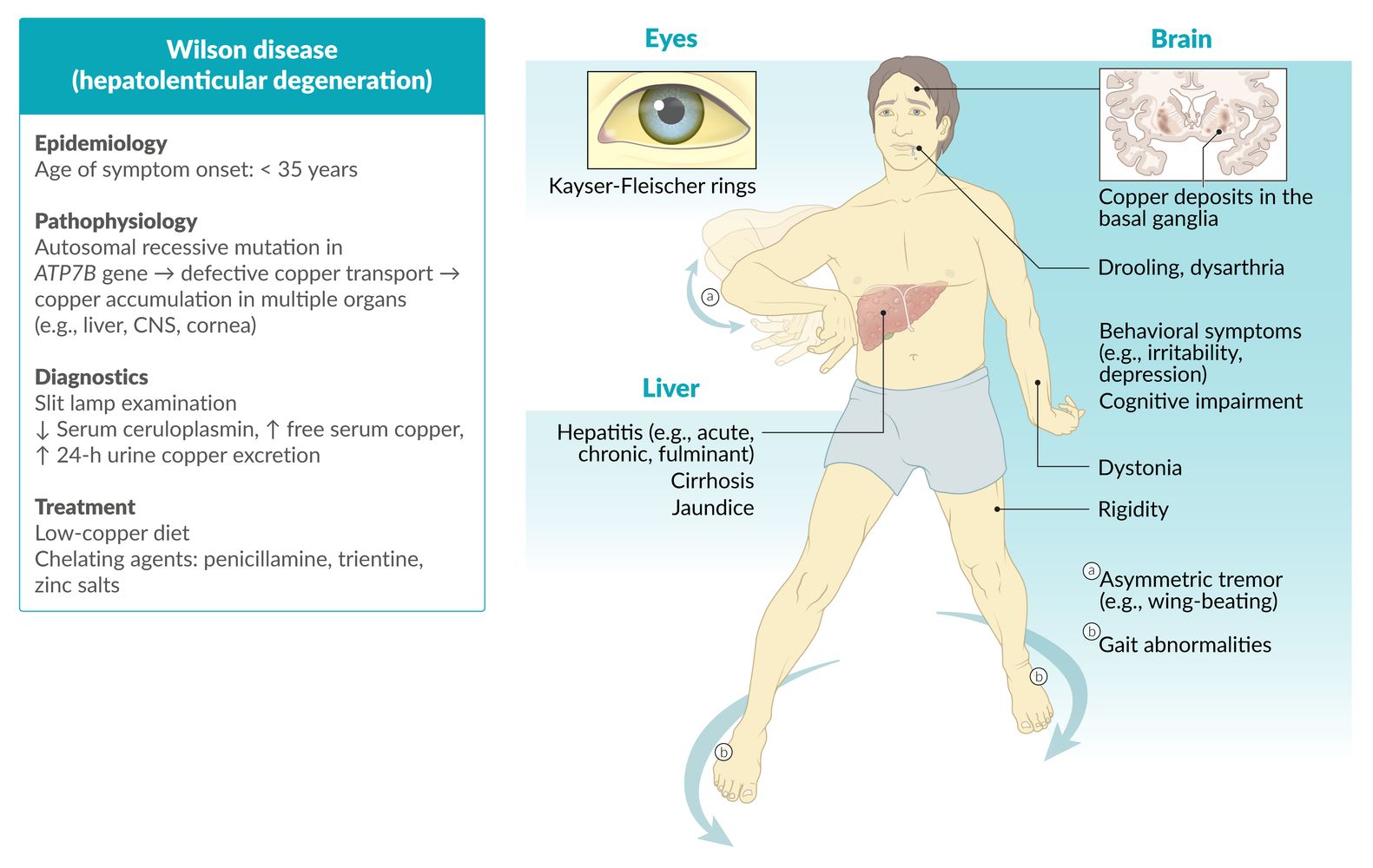 ghk-cu contraindicated wilson's disease Wilson disease