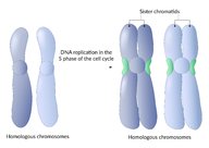 Basics of human genetics - Knowledge @ AMBOSS