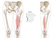 Thigh, knee, and popliteal fossa - Knowledge @ AMBOSS