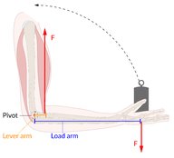 Basics of mechanics - Knowledge @ AMBOSS