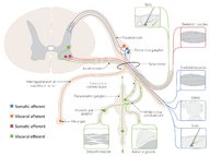 Nociception and pain modulation - Knowledge @ AMBOSS