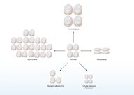 Cellular changes and adaptive responses - Knowledge @ AMBOSS