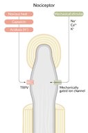 Nociception and pain modulation - Knowledge @ AMBOSS