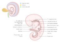 Embryogenesis - Knowledge @ AMBOSS