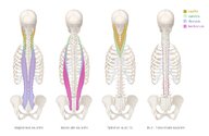 Back muscles - Knowledge @ AMBOSS