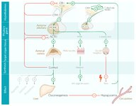 Adrenal gland - Knowledge @ AMBOSS