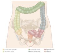 Large intestine - Knowledge @ AMBOSS