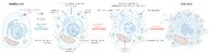 Cellular changes and adaptive responses - Knowledge @ AMBOSS