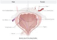 Overview of the urinary tract - Knowledge @ AMBOSS