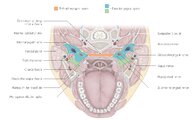 Deep neck infections - Knowledge @ AMBOSS