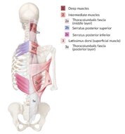 Muscles Of Trunk Posterior View