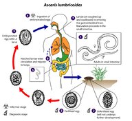 Helminth infections - Knowledge @ AMBOSS