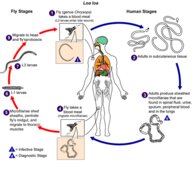 Helminth infections - Knowledge @ AMBOSS