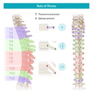 Thoracic spine and rib osteopathy - Knowledge @ AMBOSS