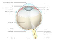 Physiology and abnormalities of the pupil - Knowledge @ AMBOSS