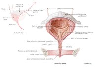 Genitourinary trauma - Knowledge @ AMBOSS