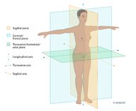 Anatomical terms - Knowledge @ AMBOSS