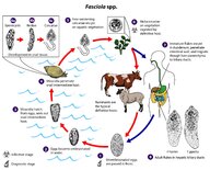 Helminth infections - Knowledge @ AMBOSS