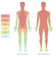 Energy metabolism and heat balance - Knowledge @ AMBOSS