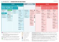 Bacteria overview - Knowledge @ AMBOSS