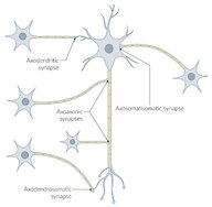 Nerve tissue, synapses, and neurotransmitters - Knowledge @ AMBOSS