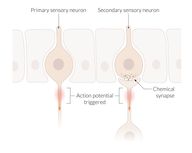 Nociception and pain modulation - Knowledge @ AMBOSS