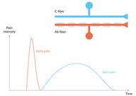 Nociception and pain modulation - Knowledge @ AMBOSS