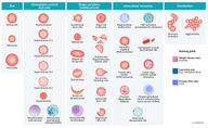 Erythrocyte morphology and hemoglobin - Knowledge @ AMBOSS